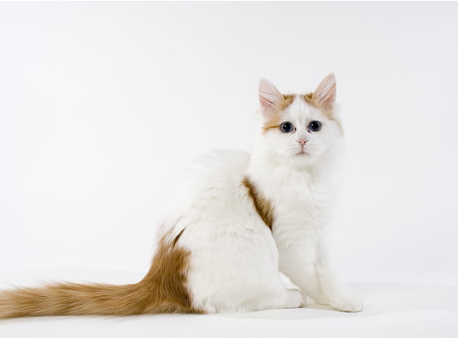 Mèo Turkish Van