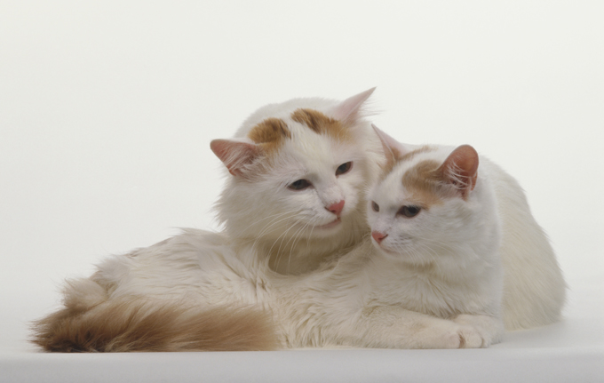 Mèo Turkish Van