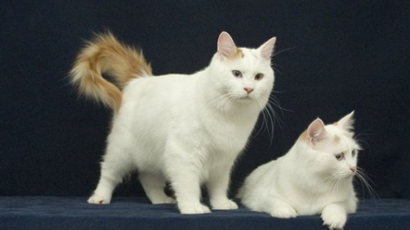 Mèo Turkish Van