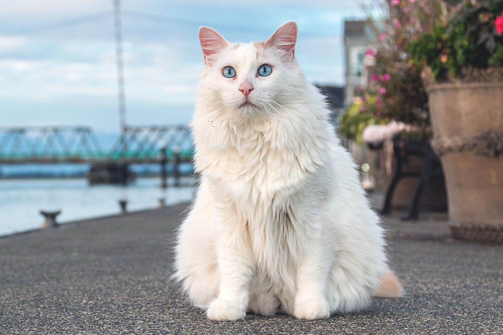 Mèo Turkish Van