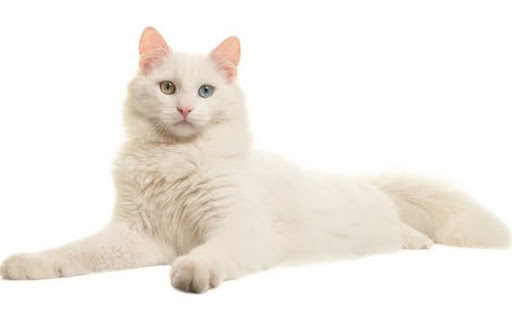 Mèo Turkish Van