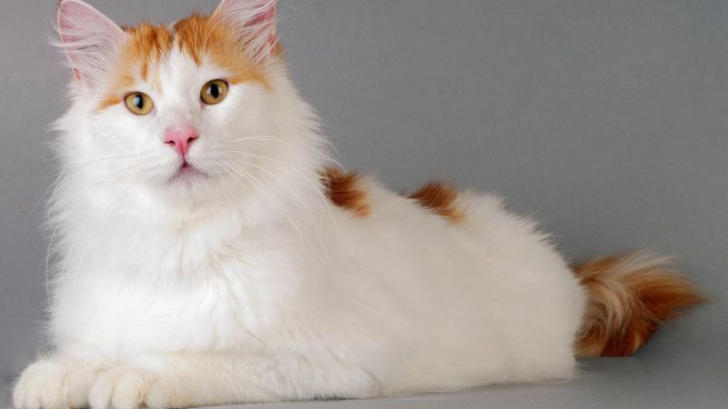 Mèo Turkish Van