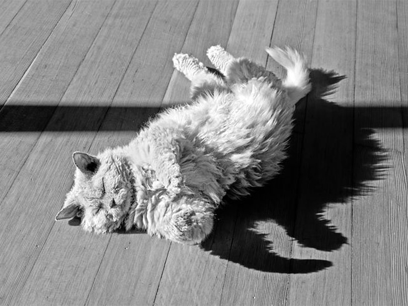 Mèo Selkirk Rex