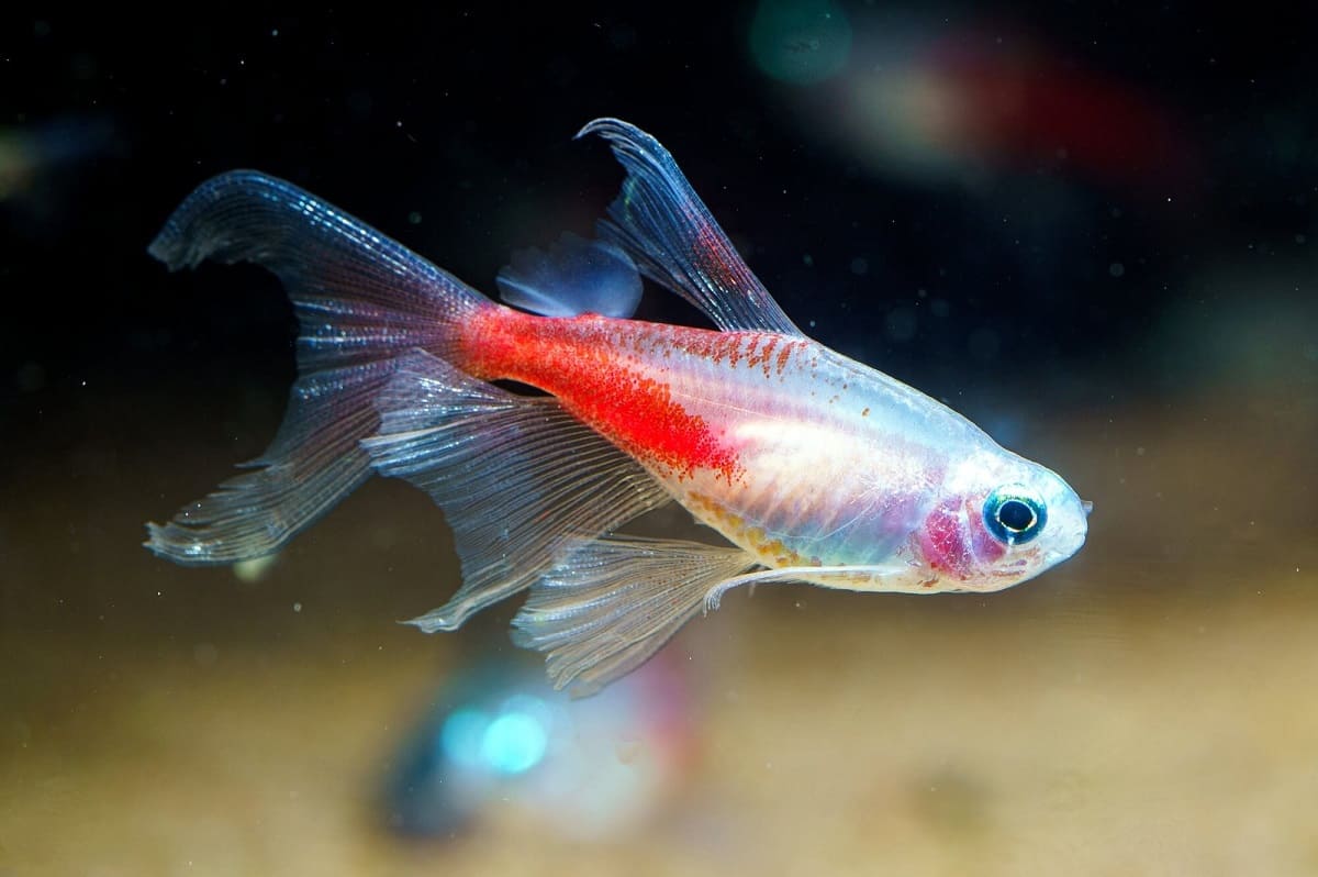 Cá Neon Tetra