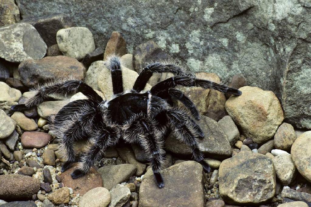 Nhện Tarantula Curly Hair