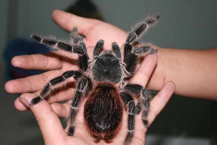 Nhện Tarantula Curly Hair