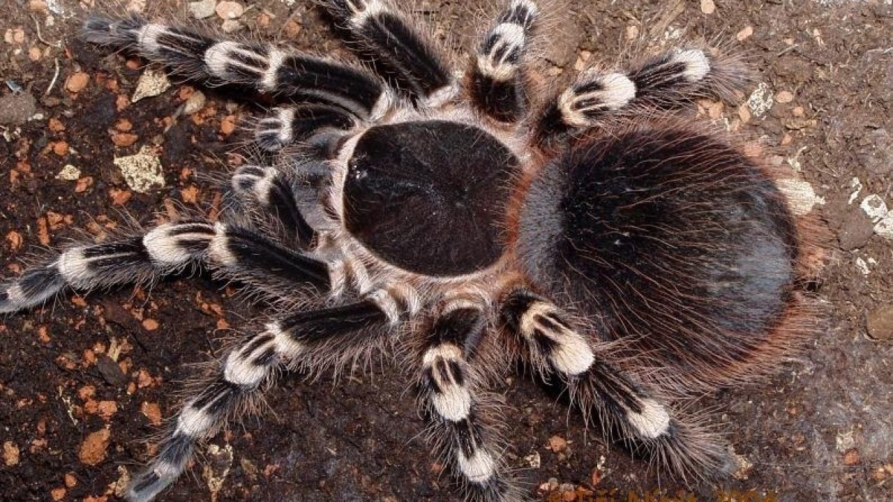 Nhện Tarantula Curly Hair