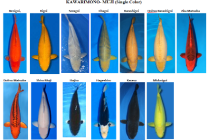 Những Dòng Cá Koi Phổ Biến Hiện Nay