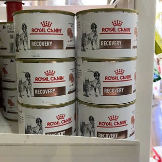 Pate Cho Chó Mèo Phục Hồi Sức Khỏe Royal Canin Recovery Lon 195g