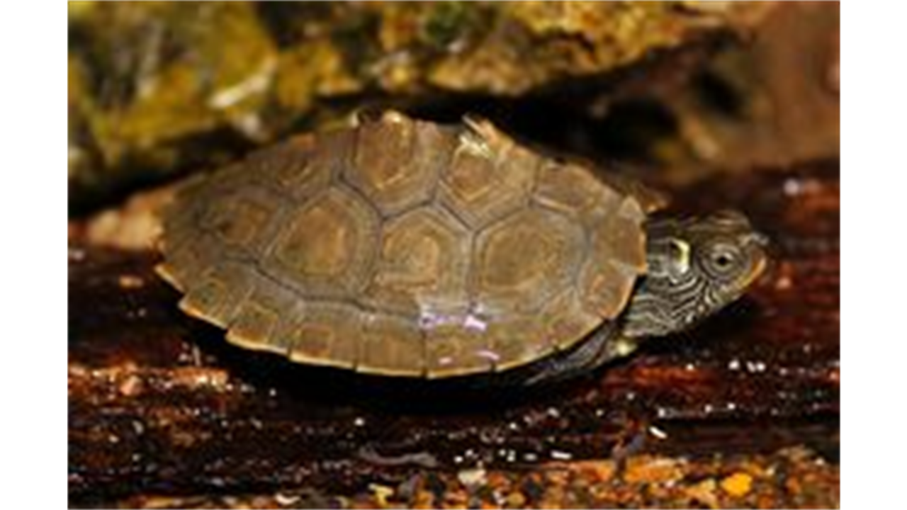 Rùa Bản Đồ – Mississippi Map Turtle