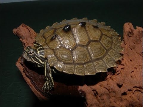 Rùa Bản Đồ – Mississippi Map Turtle