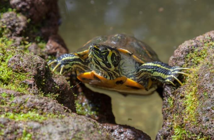 Rùa Bụng Vàng – Yellow Belly Turtle