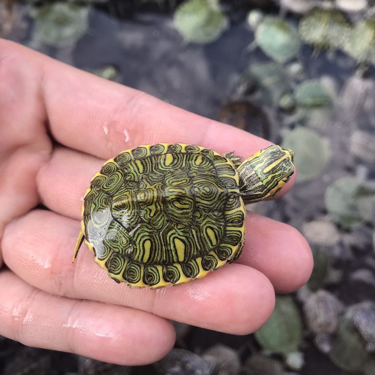 Rùa Bụng Vàng – Yellow Belly Turtle