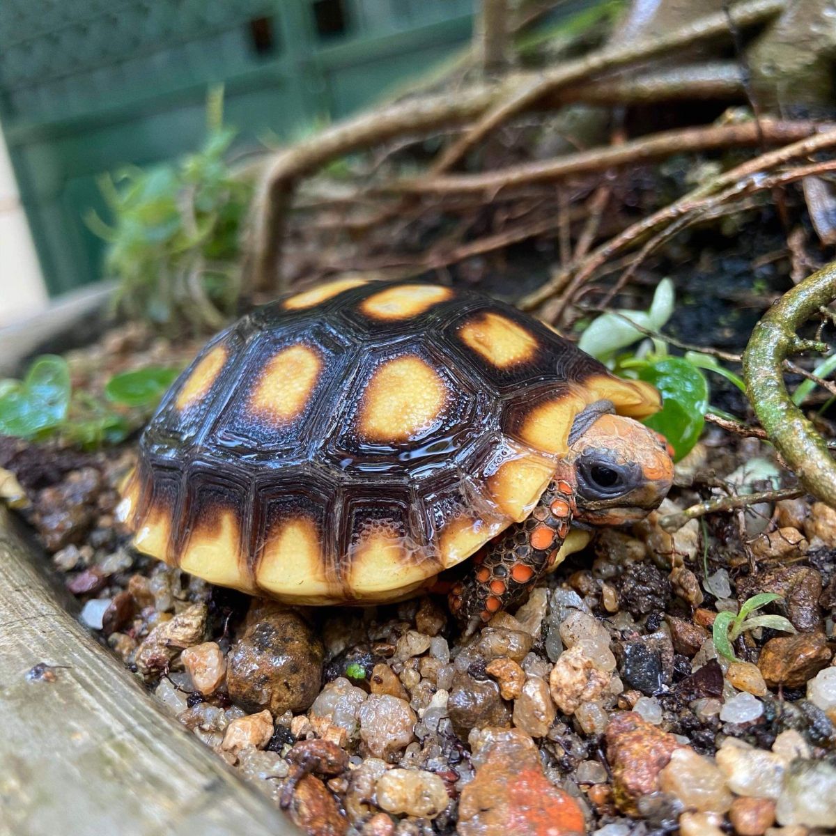 Rùa Chân Đỏ – Red Foot Tortoise