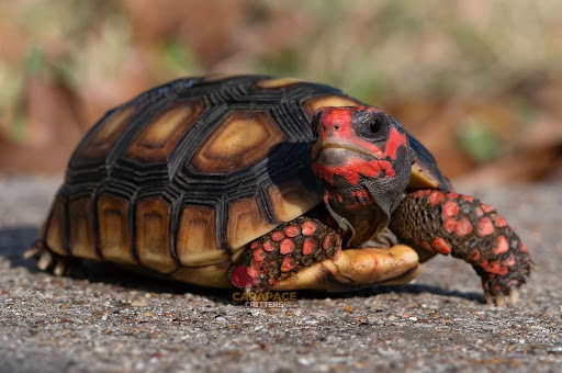 Rùa Chân Đỏ – Red Foot Tortoise