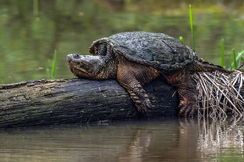 Rùa Common Snapping Turtle