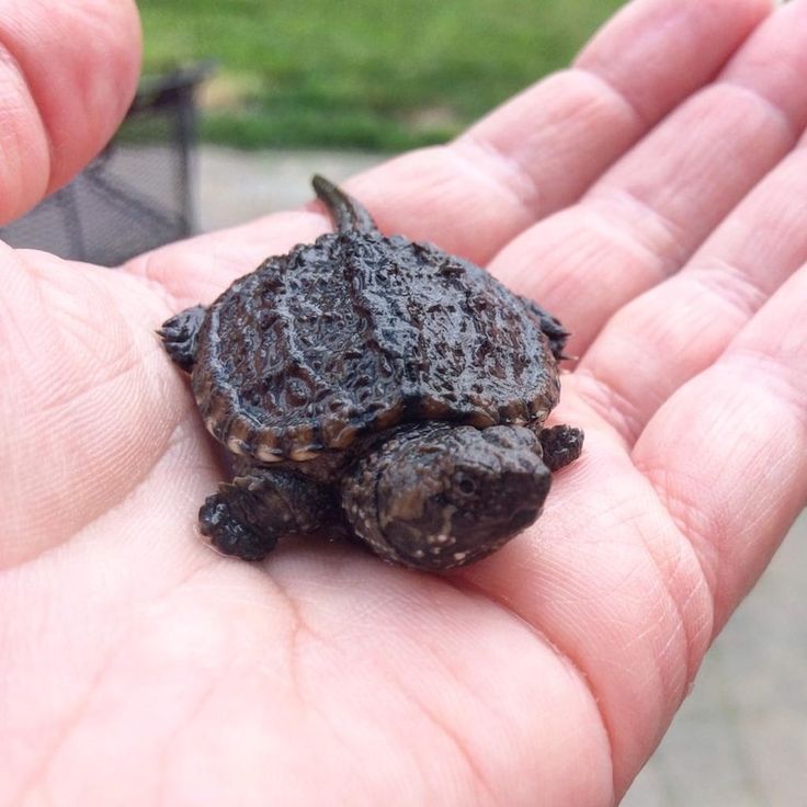 Rùa Common Snapping Turtle