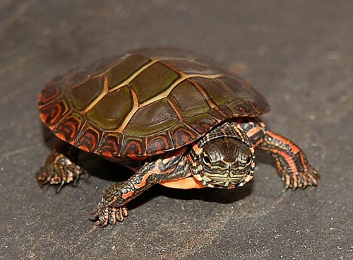 Rùa Eastern Painted Turtle