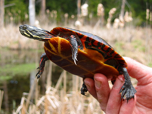 Rùa Eastern Painted Turtle