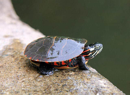 Rùa Eastern Painted Turtle