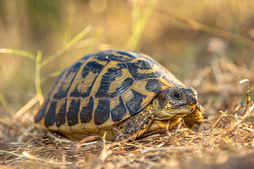 Rùa Hermann Tortoise