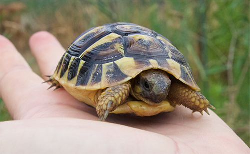 Rùa Hermann Tortoise