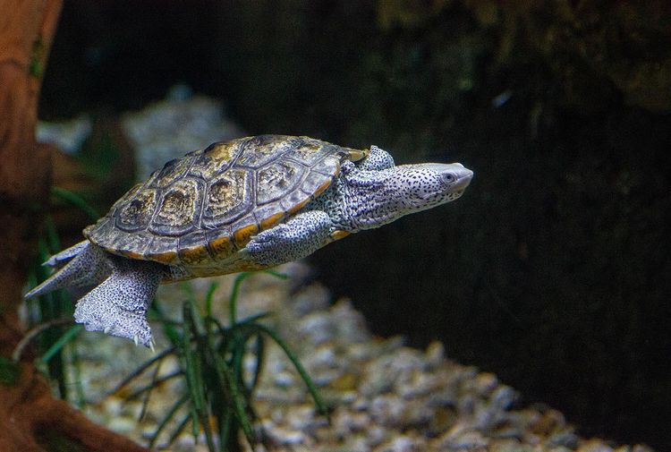 Rùa Kim Cương – Diamondback Terrapin