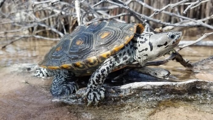 Rùa Kim Cương – Diamondback Terrapin