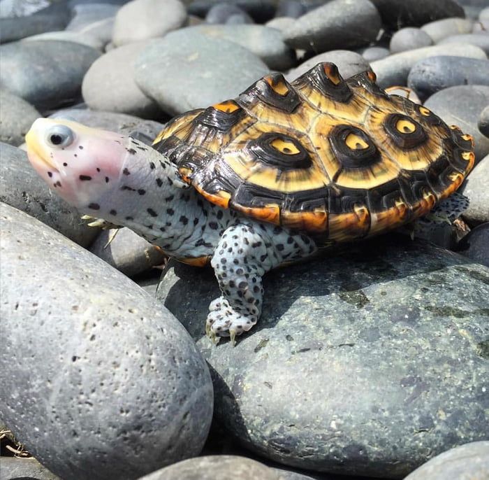 Rùa Kim Cương – Diamondback Terrapin