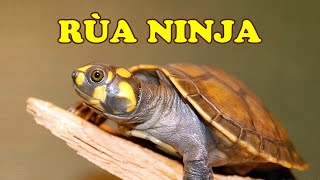 Rùa Ninja – Yellow Spotted River Turtle