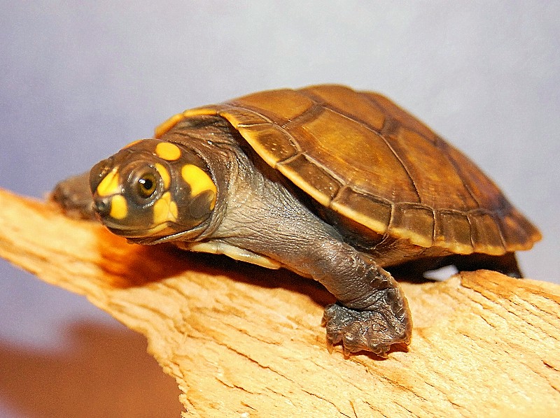 Rùa Ninja – Yellow Spotted River Turtle