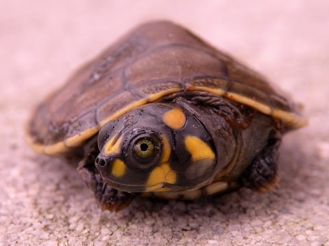 Rùa Ninja – Yellow Spotted River Turtle