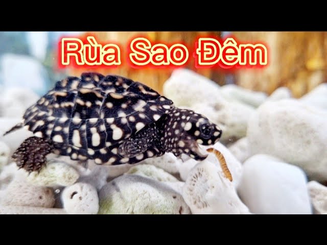 rùa cảnh