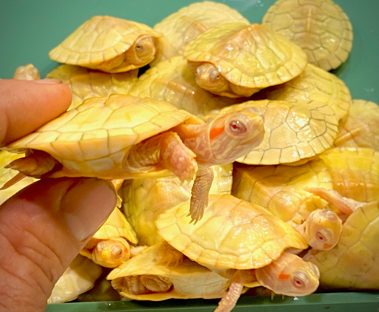 Rùa Tai Đỏ Albino – Albino Red Eared Slider Turtle 