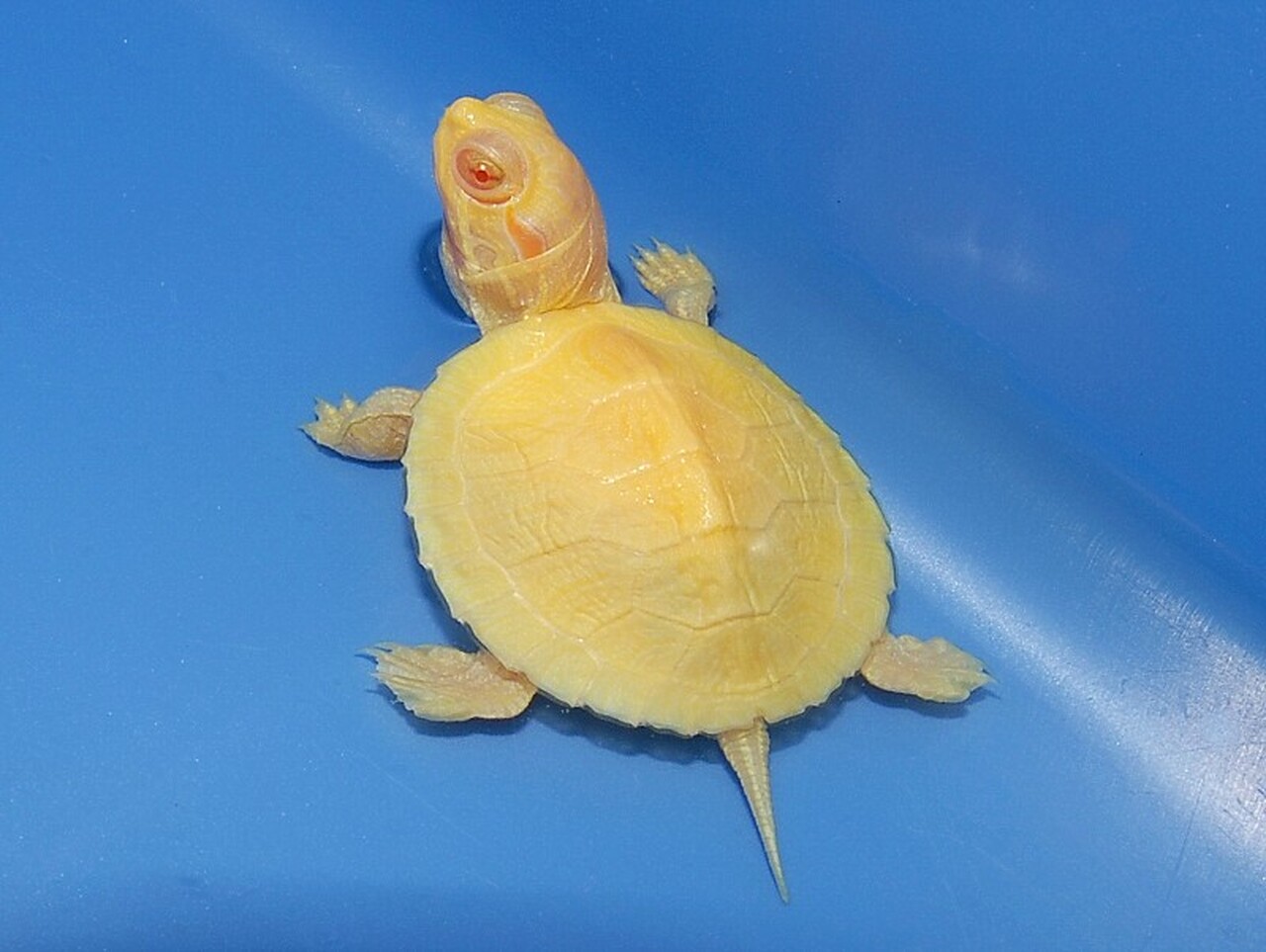 Rùa Tai Đỏ Albino – Albino Red Eared Slider Turtle 