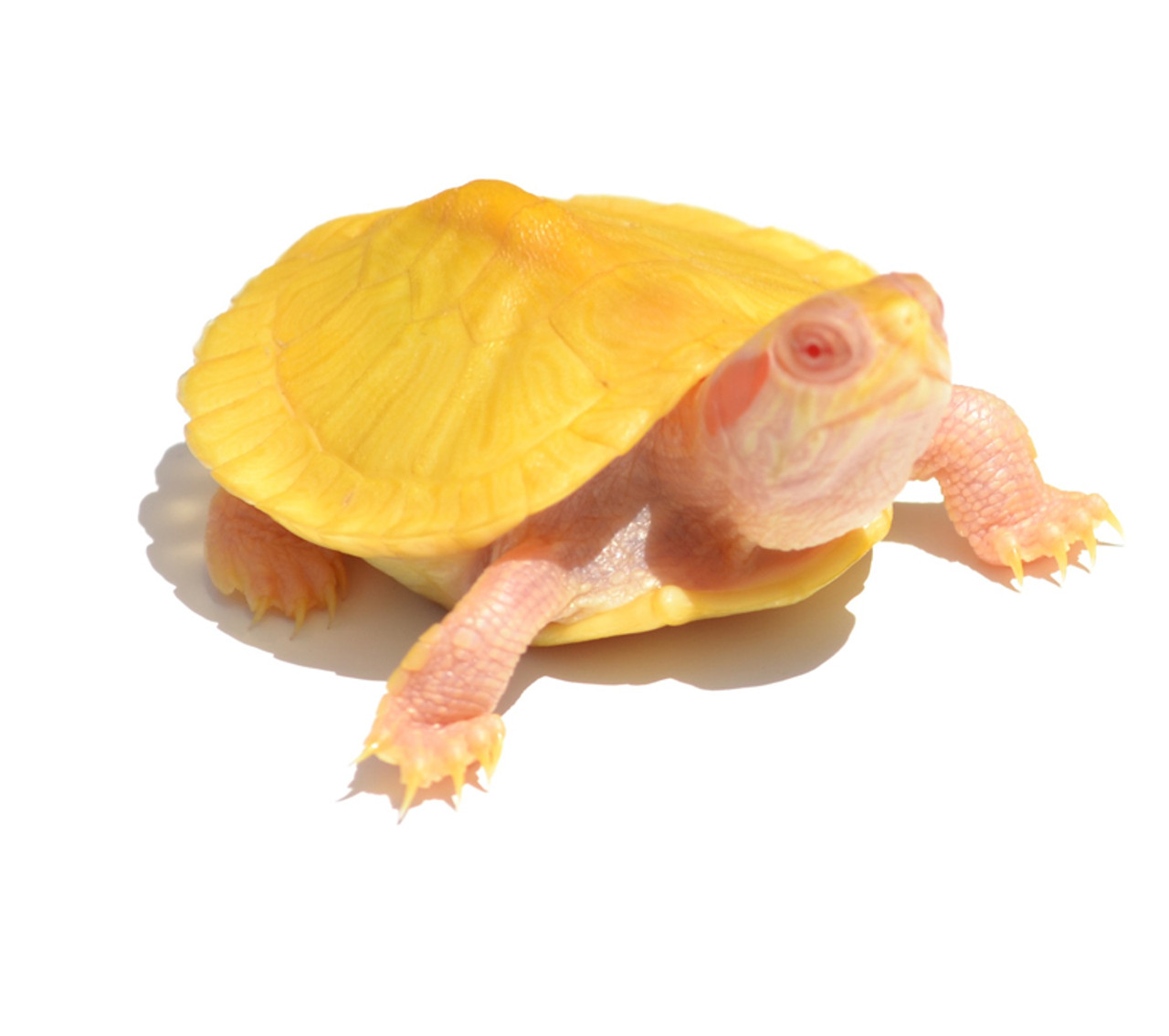 Rùa Tai Đỏ Albino – Albino Red Eared Slider Turtle 