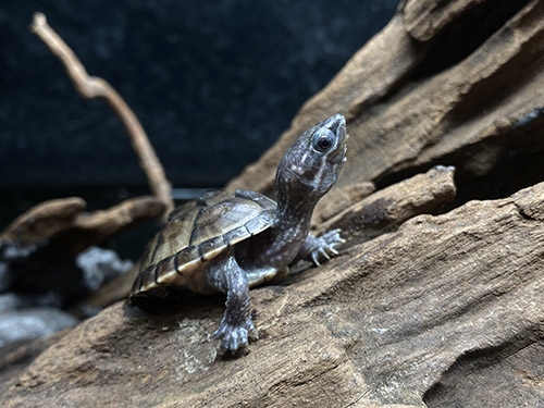 Rùa Xạ Hương – Common Musk Turtle