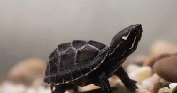 Rùa Xạ Hương – Common Musk Turtle