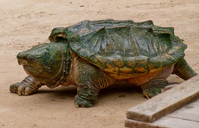 Rùa cá sấu cảnh – Alligator Snapping Turtle