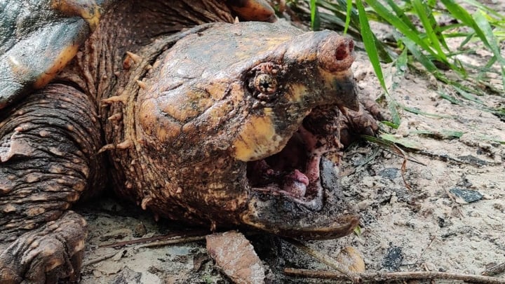 Rùa cá sấu cảnh – Alligator Snapping Turtle