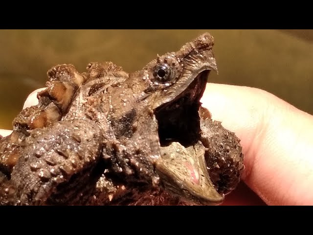 Rùa cá sấu cảnh – Alligator Snapping Turtle