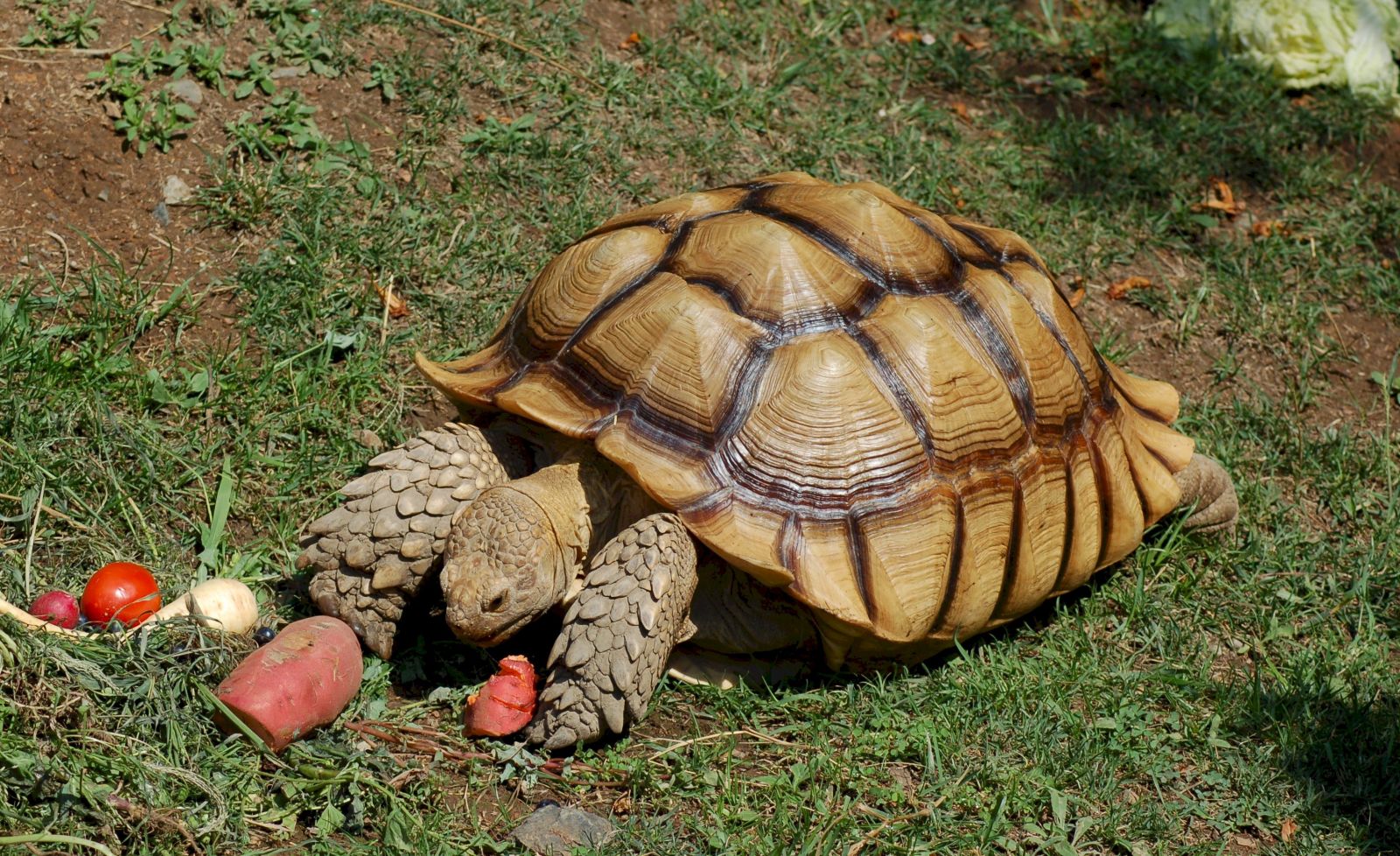 Rùa châu phi – Sulcata Tortoise