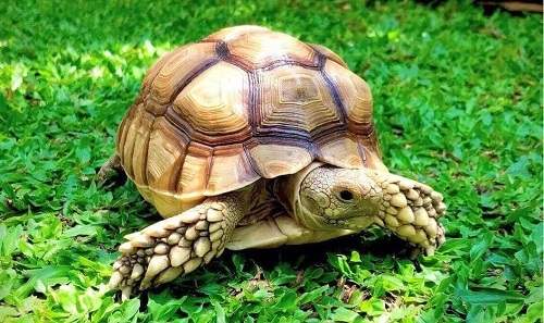 Rùa châu phi – Sulcata Tortoise