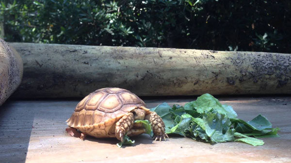 Rùa châu phi – Sulcata Tortoise