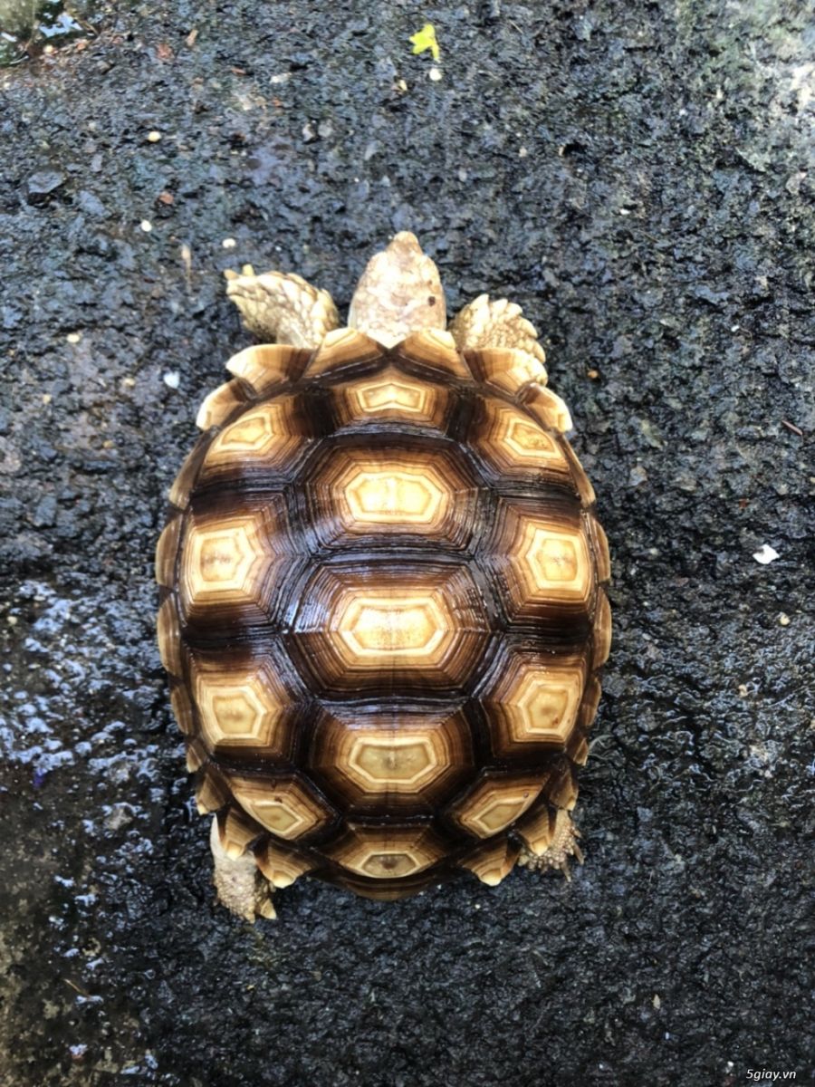 Rùa châu phi – Sulcata Tortoise