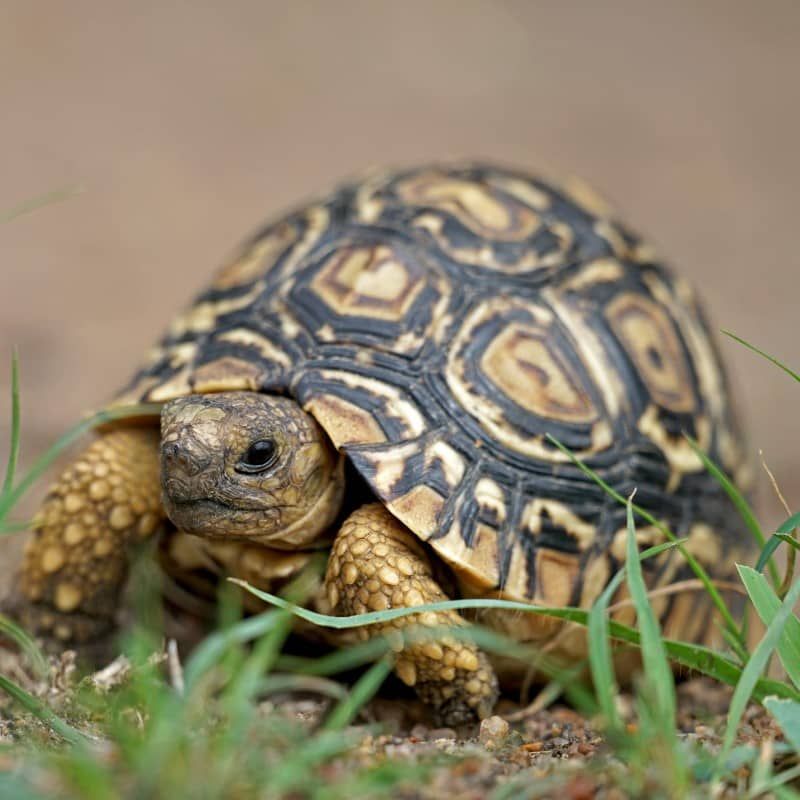 Rùa da báo – Leopard tortoise