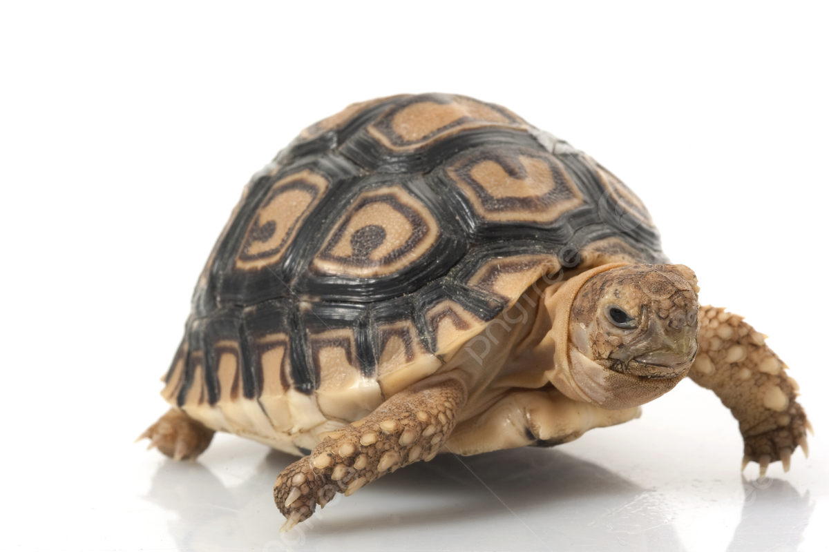 Rùa da báo – Leopard tortoise