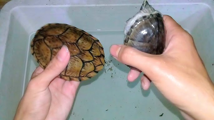 Rùa lưỡi dao – Razor Turtle