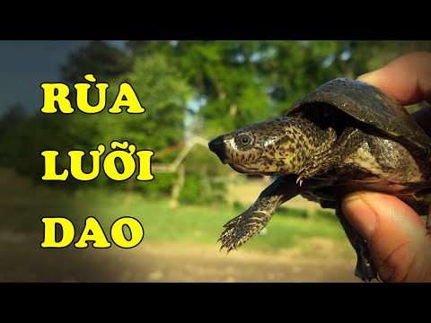 Rùa lưỡi dao – Razor Turtle 