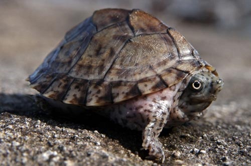 Rùa lưỡi dao – Razor Turtle 